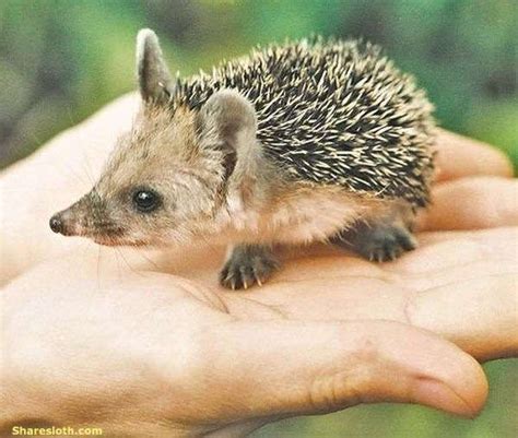 Long-Eared Hedgehogs – So Cute! | Long eared hedgehog, Hedgehog pet, Cute hedgehog