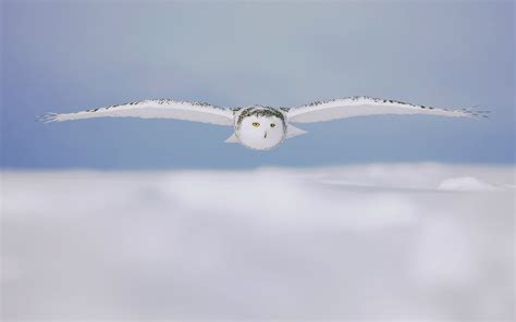 Snowy Owl Flying Wallpaper