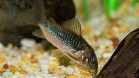 How to Breed Corydoras Catfish: Breeding Tank & Rasing Hatched Fry