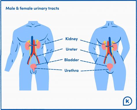 Urinary Tract Infection (UTI): Symptoms, Causes, Treatments | K Health