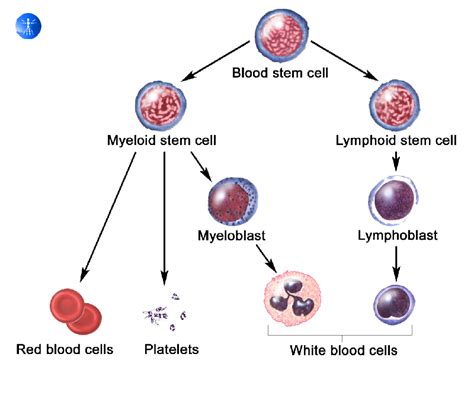 Different Types of Stem Cells: Explained [2023]