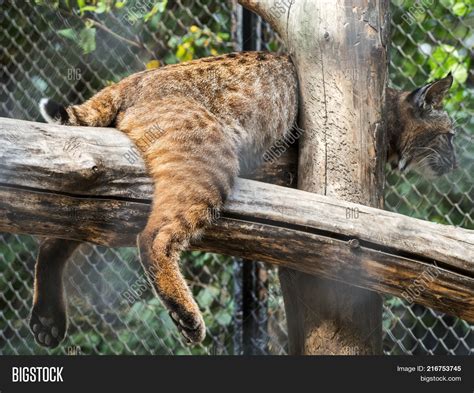 Eurasian Lynx Portrait Image & Photo (Free Trial) | Bigstock