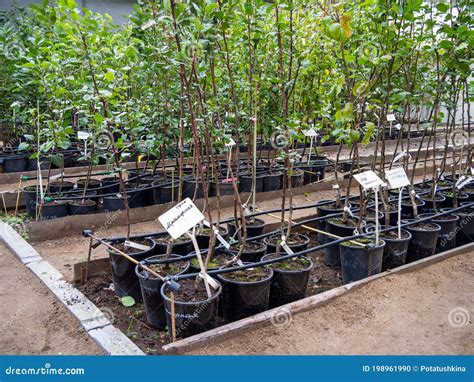 Growing Tree Seedlings in a Fruit Nursery Stock Photo - Image of tree, nursery: 198961990