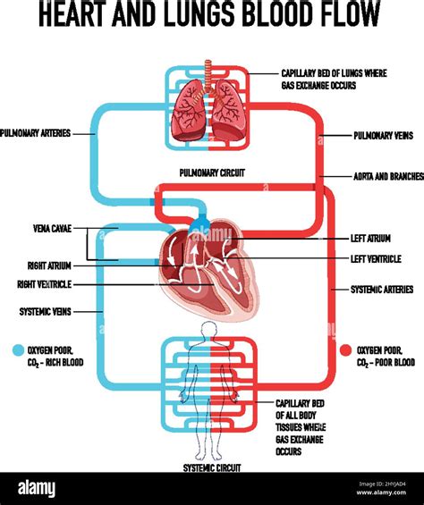 Diagram showing heart and lungs blood flow illustration Stock Vector Image & Art - Alamy