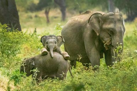 Some happy baby elephants at Yala National Park, Sri Lanka. Young Asian ...