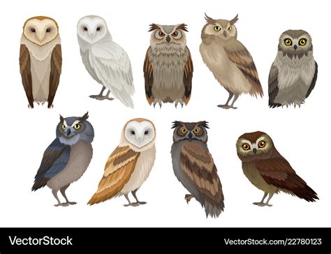 Flat set of different species of owls wild Vector Image