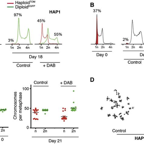 DAB Facilitates the Maintenance of Haploidy in HAP1 Cells and mhaESCs... | Download Scientific ...