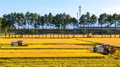 China's 2023 grain output hits record high - CGTN