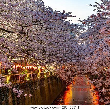 Meguro Sakura (cherry Image & Photo (Free Trial) | Bigstock