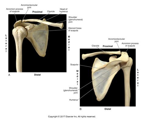 Scapula Acromion Process