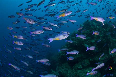 The Ultimate Guide to Diving in Roatan, Honduras. | The Very Hungry Mermaid