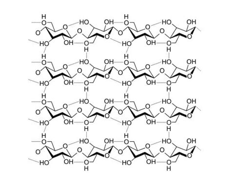 Polysaccharide - Definition, Examples, Function and Structure