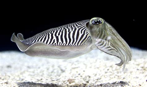 Cuttlefish Wallpapers - Wallpaper Cave