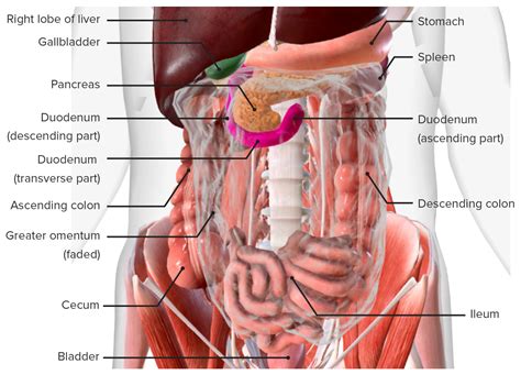 Small Intestine: Anatomy | Concise Medical Knowledge