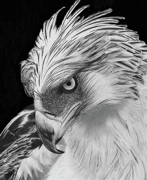 Philippine Eagle Drawing