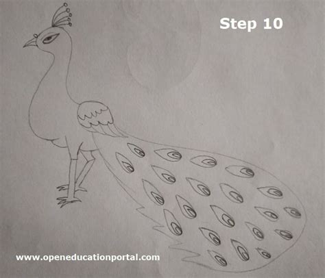 How to Draw a Peacock Easy | Step-By-Step Easy Guide