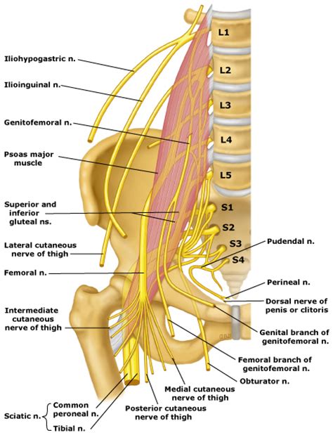 Lumbosacral Plexus MRI Protocols And Planning Indications, 47% OFF