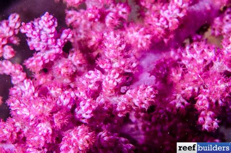 Australia Pink Nephthea is a Soft Coral Jewel | Reef Builders | The Reef and Saltwater Aquarium Blog