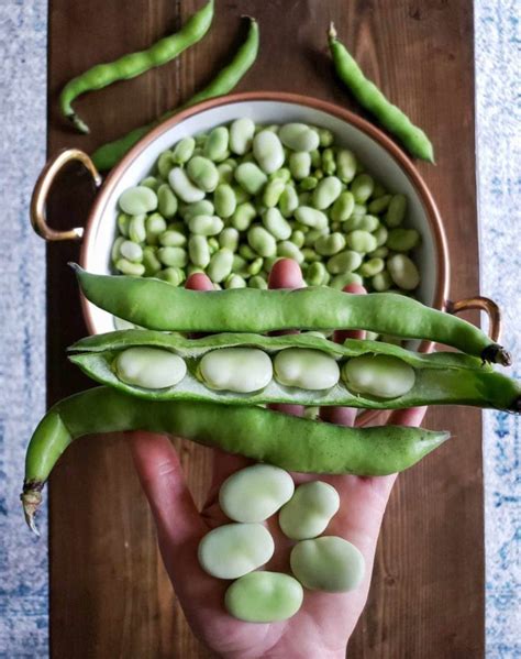 How to Grow & Use Fava Beans (Broad Beans): As Food & Cover Crops! ~ Homestead and Chill