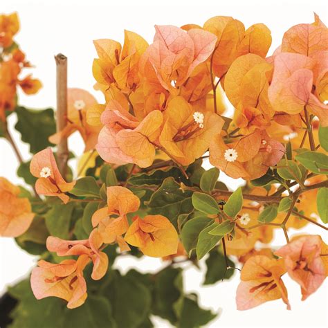 140mm Bougainvillea Varieties - Bougainvillea magnifica Treilli - Bunnings Australia