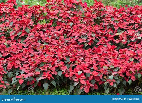 Beautiful Alternanthera Plant Growing in the Garden Stock Image - Image of petals, growth: 261277341