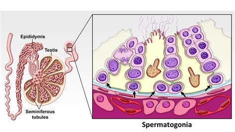 Rete Testis Histology