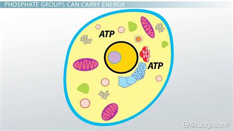 Phosphate Group: Definition & Explanation - Video & Lesson Transcript | Study.com