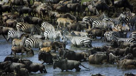 The Serengeti Wildebeest Migration Experience