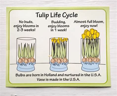 Life Cycle Of A Tulip | Life cycles, Plant life cycle, Tulips