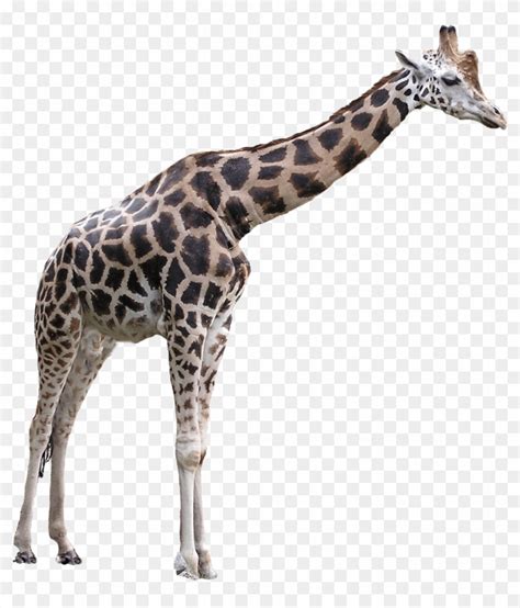 Animals - Giraffes - Giraffe Png, Transparent Png - 1134x1272(#530921) - PngFind