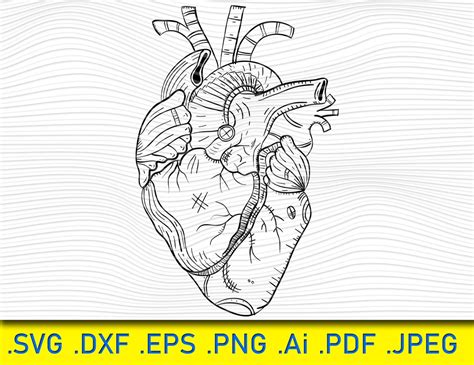 Anatomical Heart Svg Heart Svg Human Heart Clip Art Decal | Etsy