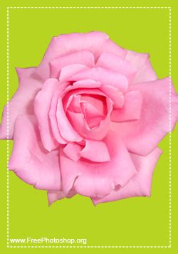 Pink Rose - Free Downloads and Add-ons for Photoshop