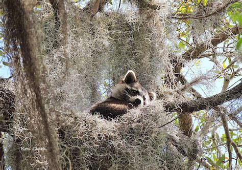 Baby raccoon sleeps in his nest at Live Oaks Park | Villages-News.com