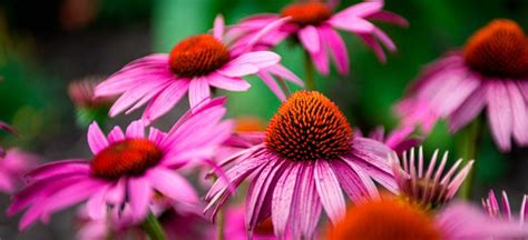 Echinacea Benefits, Uses, Dosage, Side Effects and More - Dr. Axe