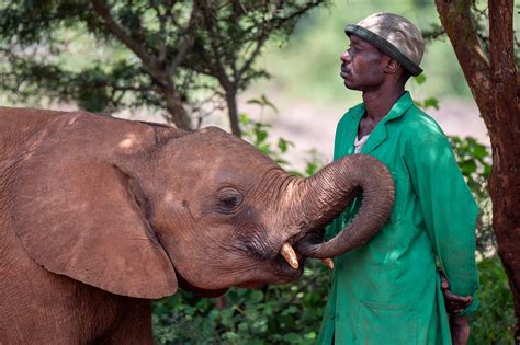 Sheldrick Elephant Orphanage on Behance