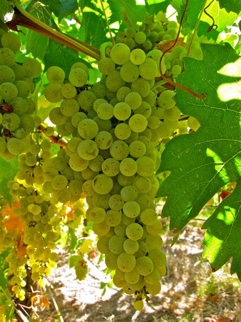 Lodi Wine Commission - Blog - Brave new grapes and winemakers discovering Lodi’s Mokelumne Glen