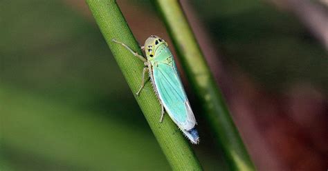 God’s Design in Creation: Water Strider Legs and Leafhopper Eggs ...