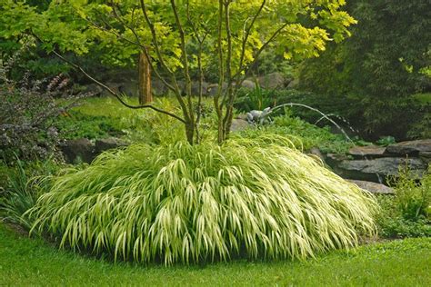 Golden Japanese Forest Grass - Ornamental Grasses - Stark Bro's