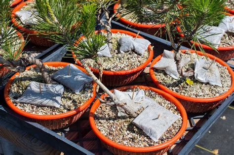 How to fertilize bonsai - Bonsai Tonight