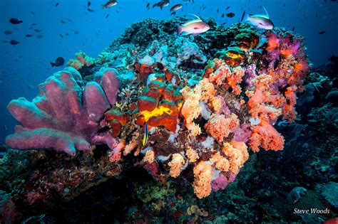 Image result for best photos of bali coral reefs | Nature scenes, Cool ...