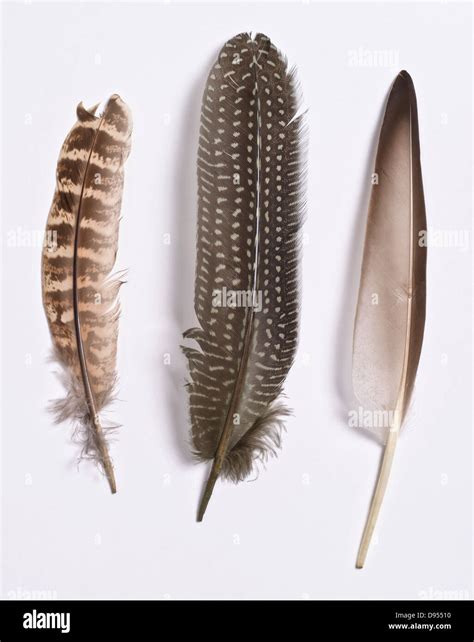 3 bird feathers Left is a Hen Wing Quill, Centre is Hen Pheasant, Right ...