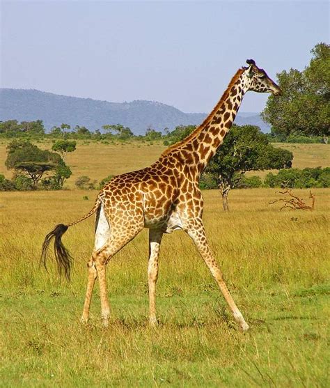 (World Giraffe Day Special) Tallest Terrestrial Animal | Little Planet ...