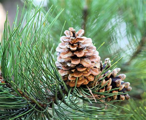 Pine Tree Allergy | Causes, Symptoms & Treatment | ACAAI Public Website