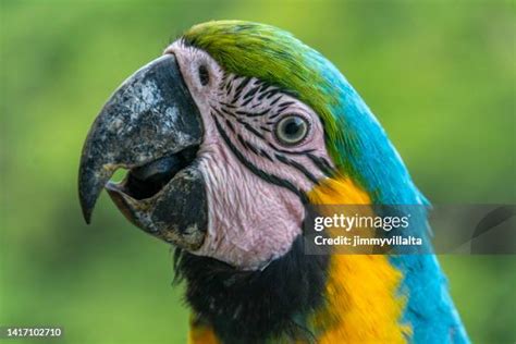 Macaw Feather Photos and Premium High Res Pictures - Getty Images