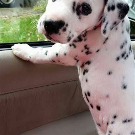 DALMATIAN PUPPIES