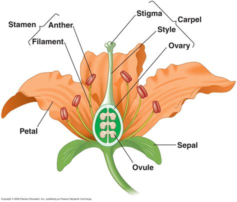 Plant Reproductive Parts Worksheet Along With Zulu Worksheets For Grade ...