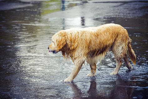 New Jersey animal welfare shelter takes in pets displaced by Ida