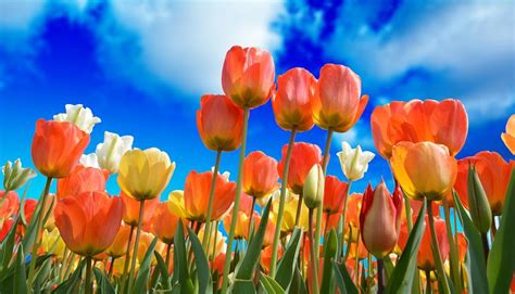 300+ Free Tulip Wallpaper & Tulips Images - Pixabay