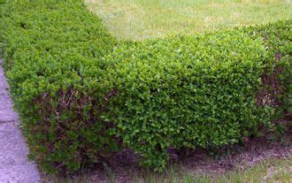 Privet hedge pruning tips | Hedges, Lawn, garden, Privet hedge