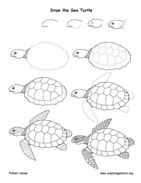 Dessin de tortue de mer - Page de coloriage